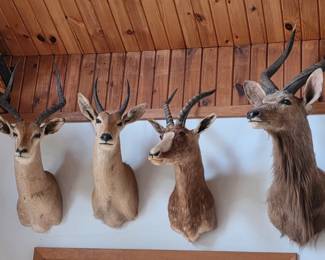 African Elk Gazelle Taxidermy Mounts