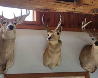 Deer Elk Animal Taxidermy Mounts