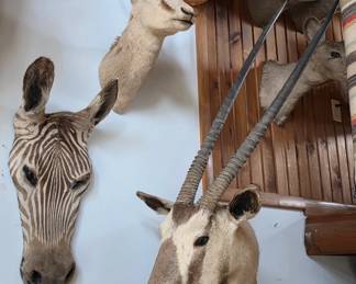 Zebra Head Taxidermy Mount