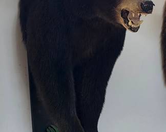 Black Bear Shoulder Taxidermy Mount