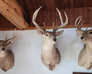 Deer Taxidermy Mounts