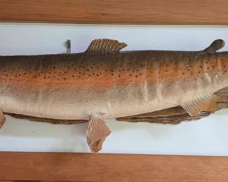 Fish Taxidermy Prize Mount