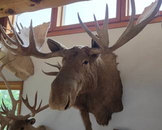 Majestic Moose Taxidermy Mount