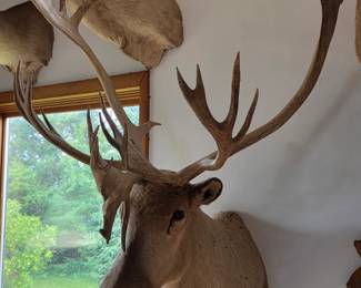 Caribou Taxidermy Mount