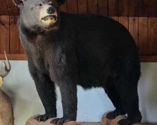 Full Size Bear Taxidermy