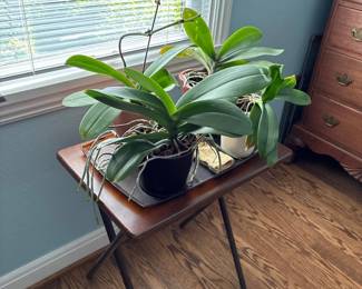 Orchids