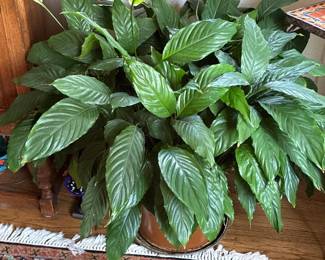Plant