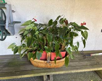 Outdoor plants