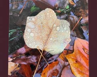 Autumn Leaf with Raindrops Photograph