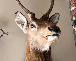 Deer mount