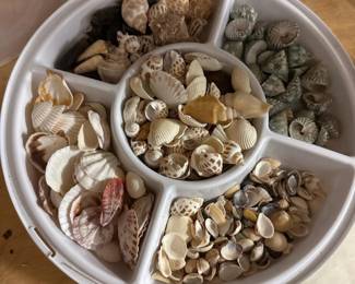 342 assortedseashellcollectionindivided