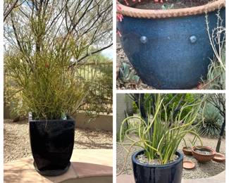 CassandraPlants