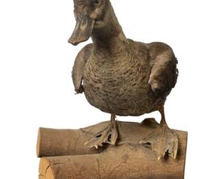 Rare Mounted Female Ruddy Duck Taxidermy Display