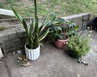 Living plants