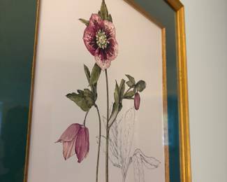 R12 - $30. Wendy Walsh signed & numbered Botanical Print #246/600. Measures 17.25" x 21.25"