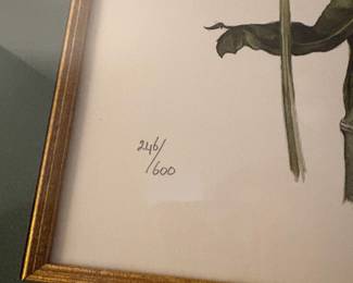 R13 - $30. Wendy Walsh signed & numbered Botanical Print #246/600. Measures 17.25" x 21.25"