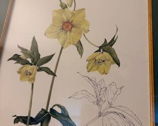 R13 - $30. Wendy Walsh signed & numbered Botanical Print #246/600. Measures 17.25" x 21.25"