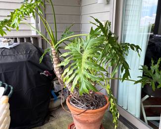 Monstera deliciosa plant in a large terracotta pot