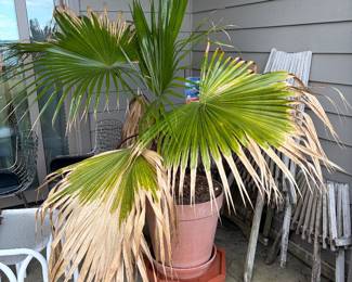 Mexican fan palm in a large terracotta pot