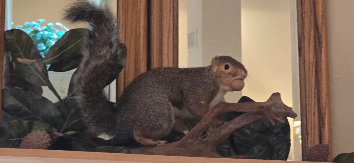 Squirrel