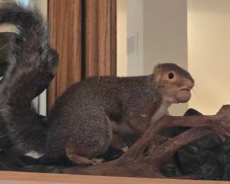 Squirrel