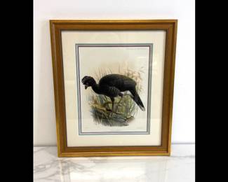 Lot 6681 Color Lithograph Bird Art Coax Incommoda MN Hanhart