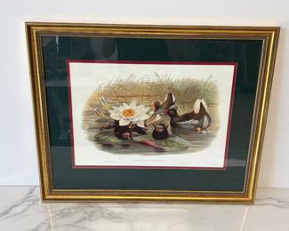 Lot 6679 Vintage Art Print Gallinule Chloropus Walter Cohn