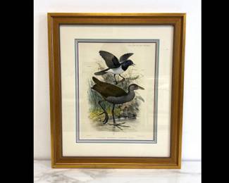 Lot 6682 Color Lithograph Bird Art Copsychus Mindanensis Amaurornis Olivacea MN Hanhart