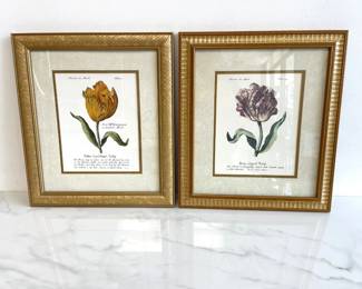 Lot 7025 Tulip Botanical Art Prints