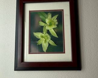 Framed Rhyncholaelia digbyana Orchid Print