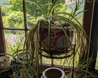 plants