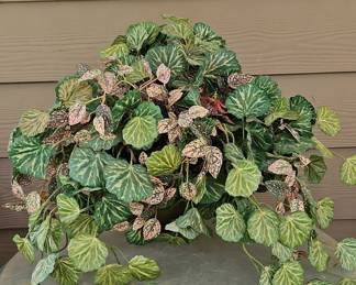 Begonia 'Strawberry'
