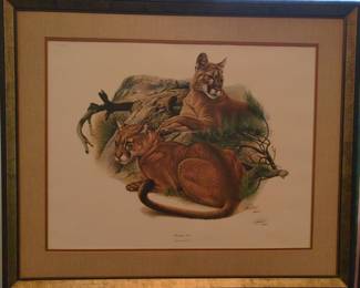 Mountain Lion (Felis Concolor) Print by Richard Lamm