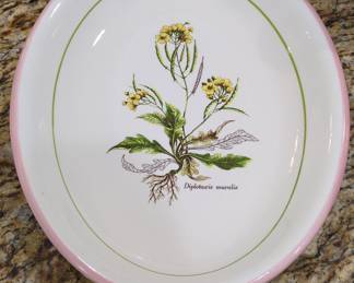 La Primula "Diplotaxis Muralis" Botanical Plate