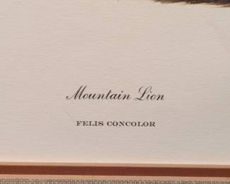 Mountain Lion (Felis Concolor) Print by Richard Lamm