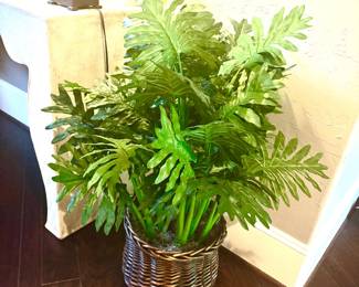 Silk plant