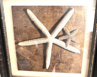 Starfish picture