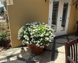 Very large potted impatients