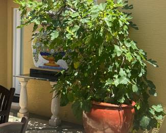 Very large fig tree