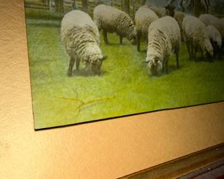 Sheep!!