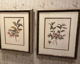 Pair of botanical prints