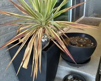 Outdoor potted plants
