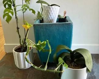 Plant pots