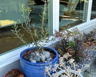 Outdoor potted plants