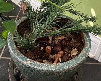 Assorted Potted Plants, including Agave and Peace Lily