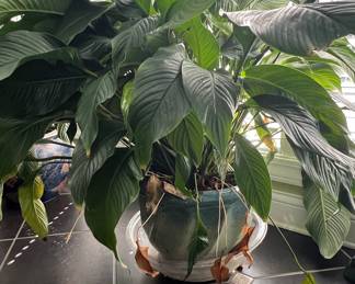Assorted Potted Plants, including Agave and Peace Lily