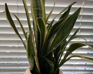 Snake Plant (Sansevieria trifasciata) in Decorative Pot