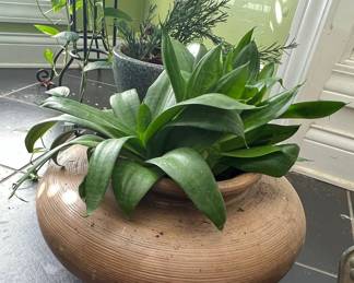 Assorted Potted Plants, including Agave and Peace Lily