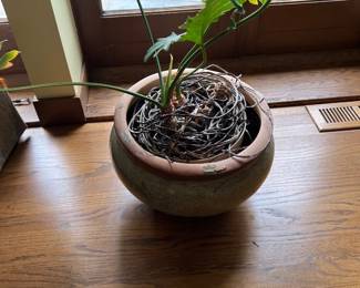 Plants