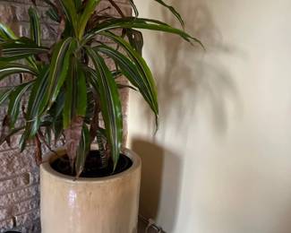 Plants